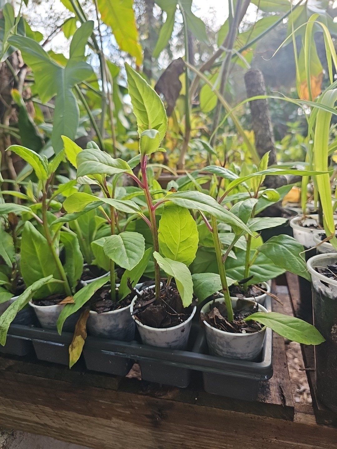 Longevity Spinach Live Starter Plant Gynura procumbens Vegetables Food Forest