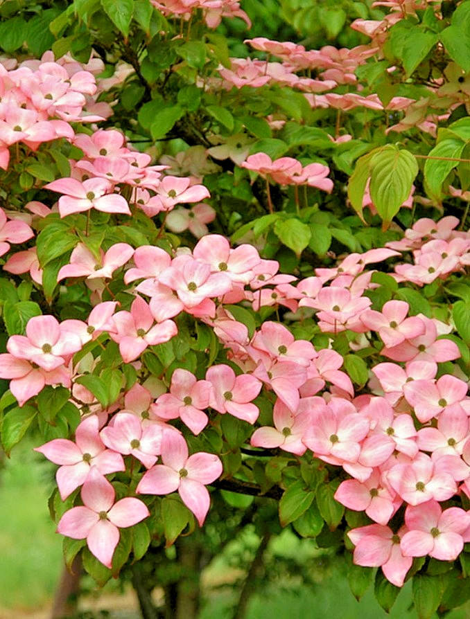 Pink Japanese Dogwood Tree – 12-18″ Tall – 1qt Pot – Cornus Rubra Pink Blooms
