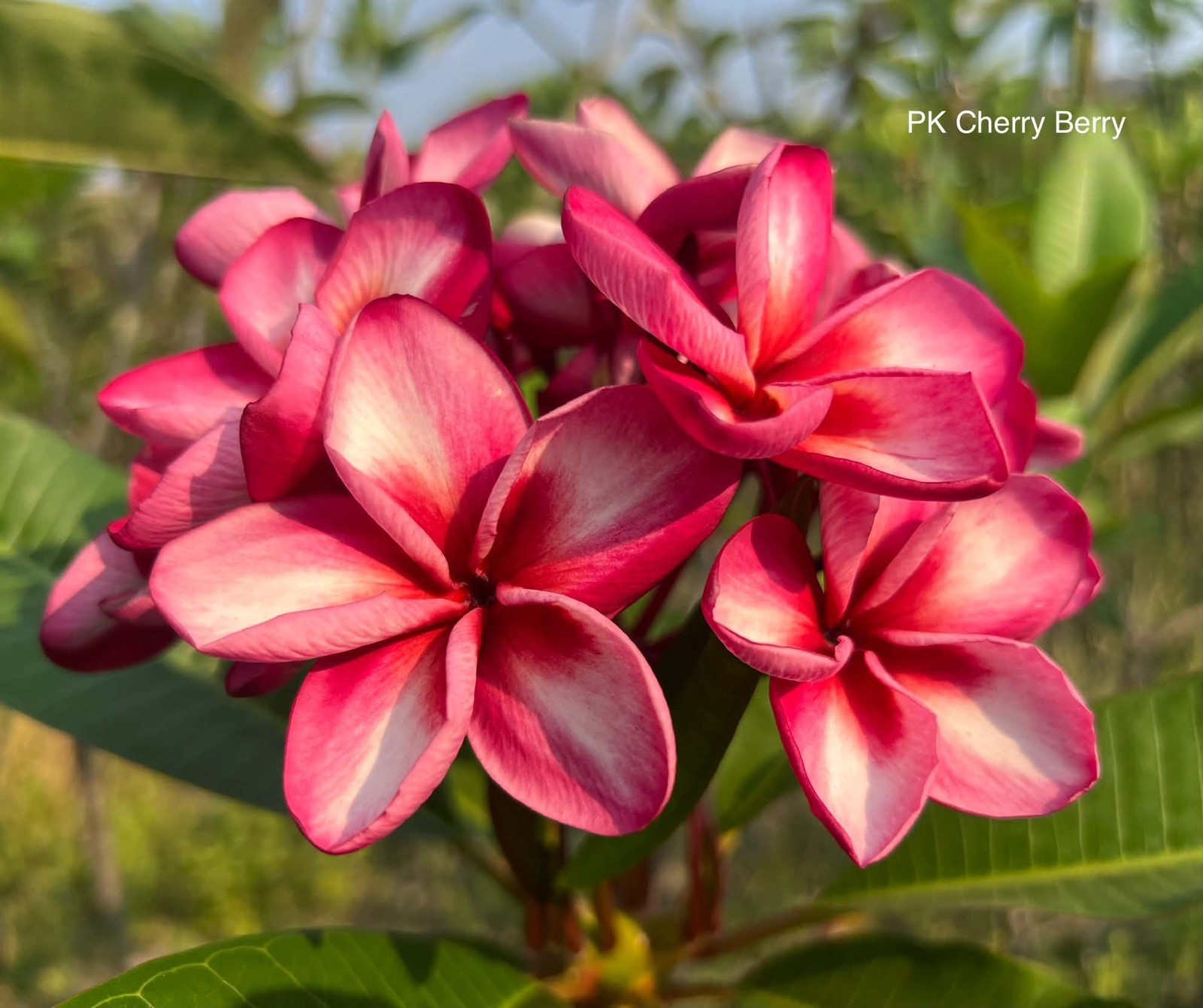 Mixed Thai Seeds bulk (Plumeria Kingdom)
