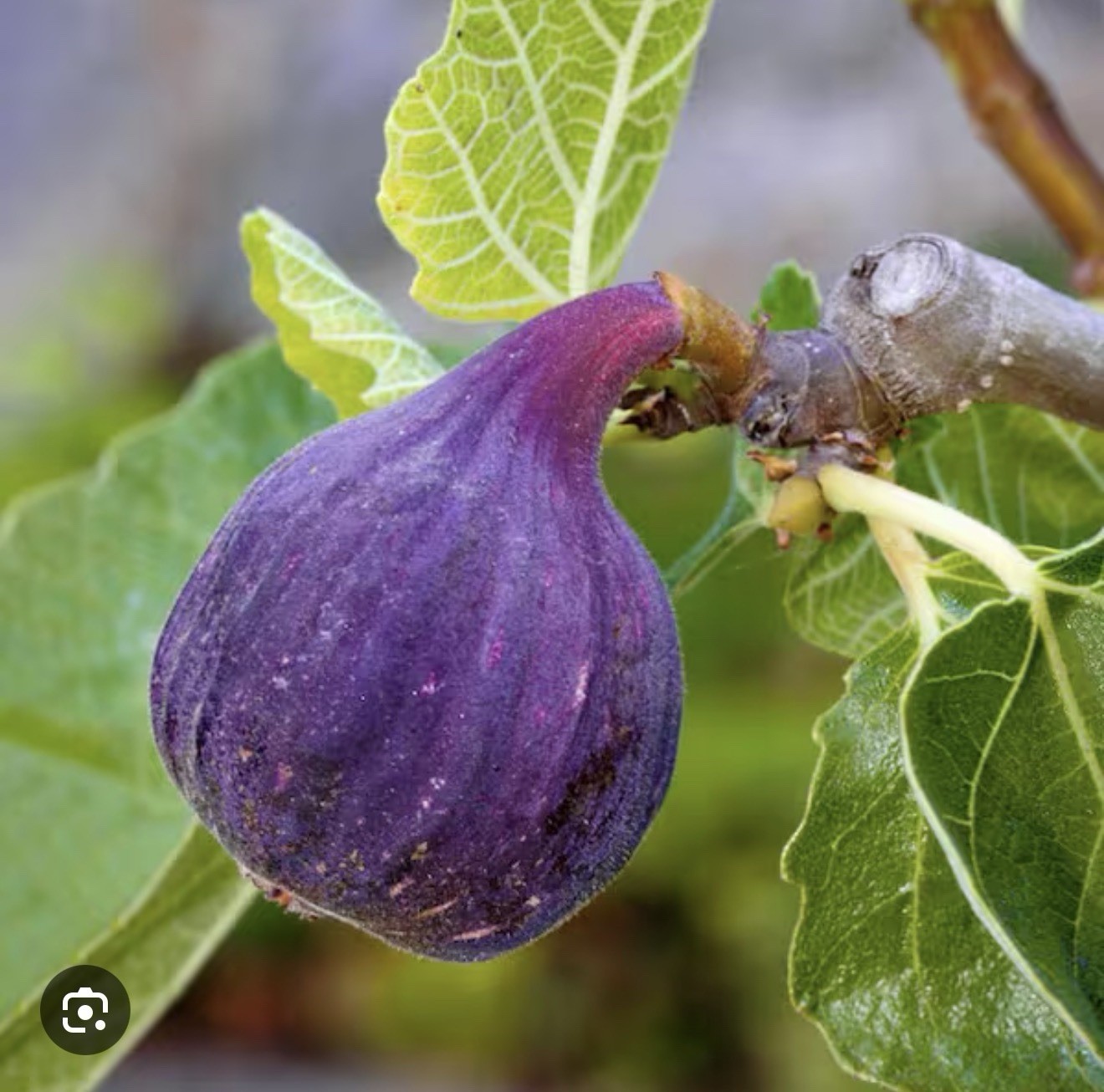LSU Purple Fig-Ficus carica Live Well Rooted STARTER Plant