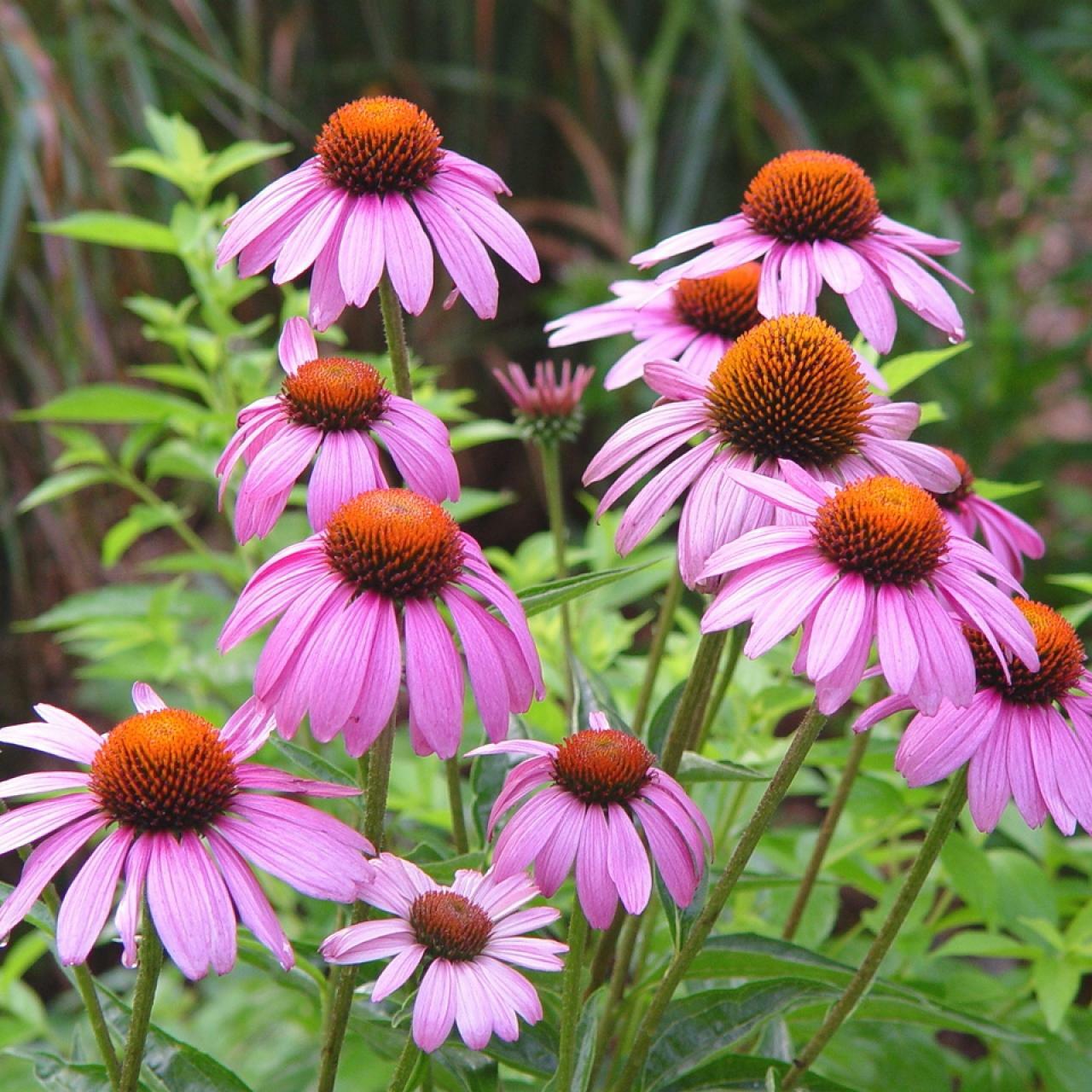Purple Wildflowers Seed Collection | Grow Your Own Purple Wlidflowers Garden!