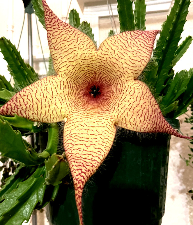 Ceropegia Species Carrion Flower, Carrion Plant, Starfish Plant in 6″ pot