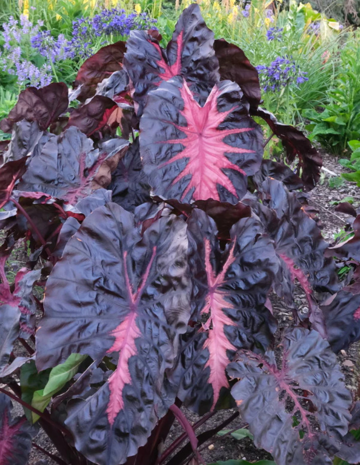 Colocasia Redemption Plant – 5-10″ Tal – Dark Red Elephant Ear Tropical Plant