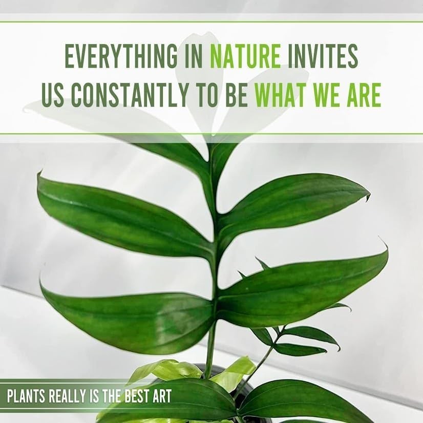 Monstera Subpinata by LEAL PLANTS ECUADOR-Live Indoor House Plants for Beginner