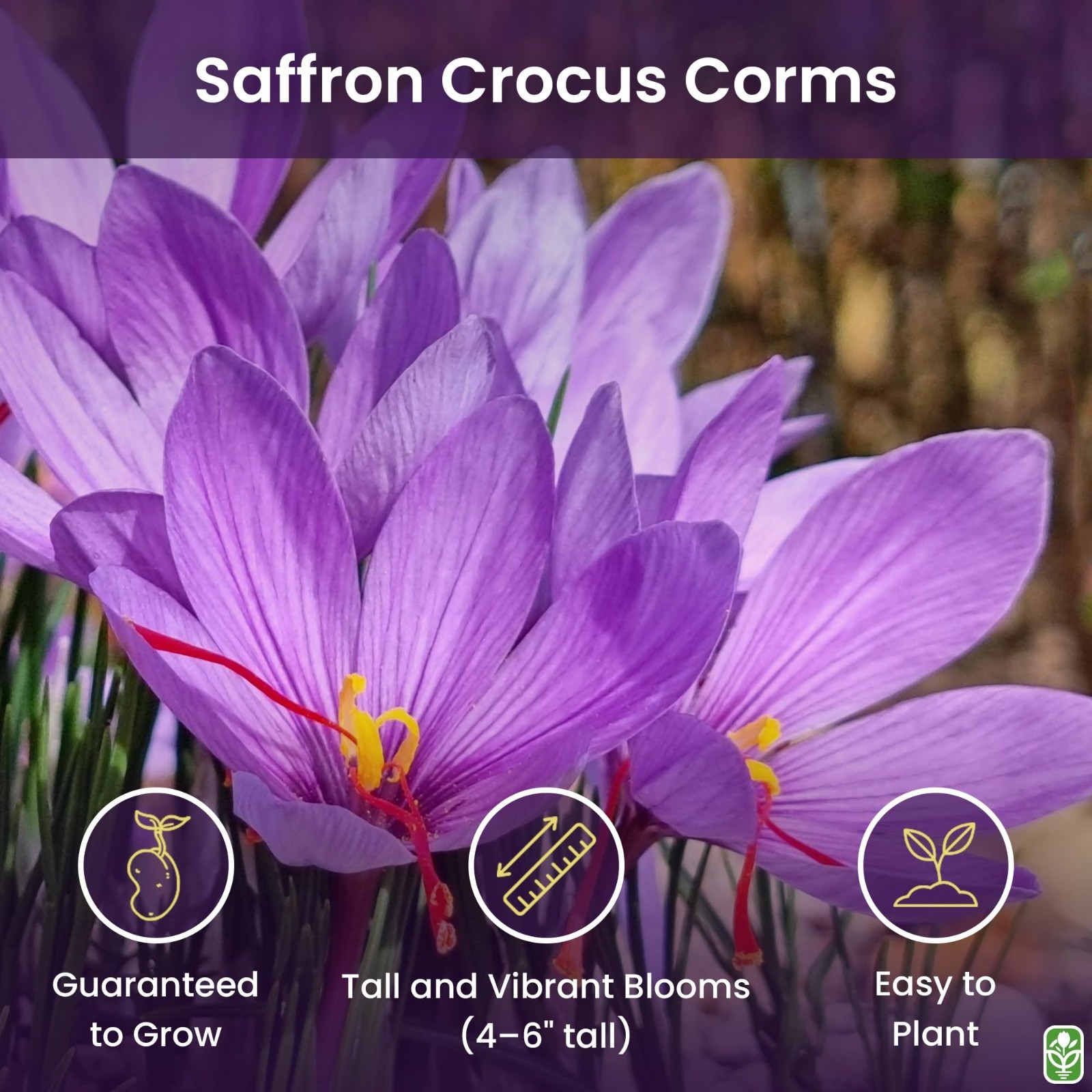10 Large Saffron Crocus Corms – Purple Blooms – Perennial Outdoor Bulbs for Spic