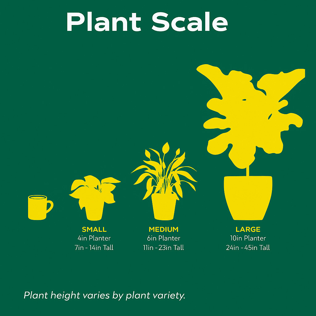 Arabica Coffee | Live Plant Indoor & Outdoor | Produce your own coffee