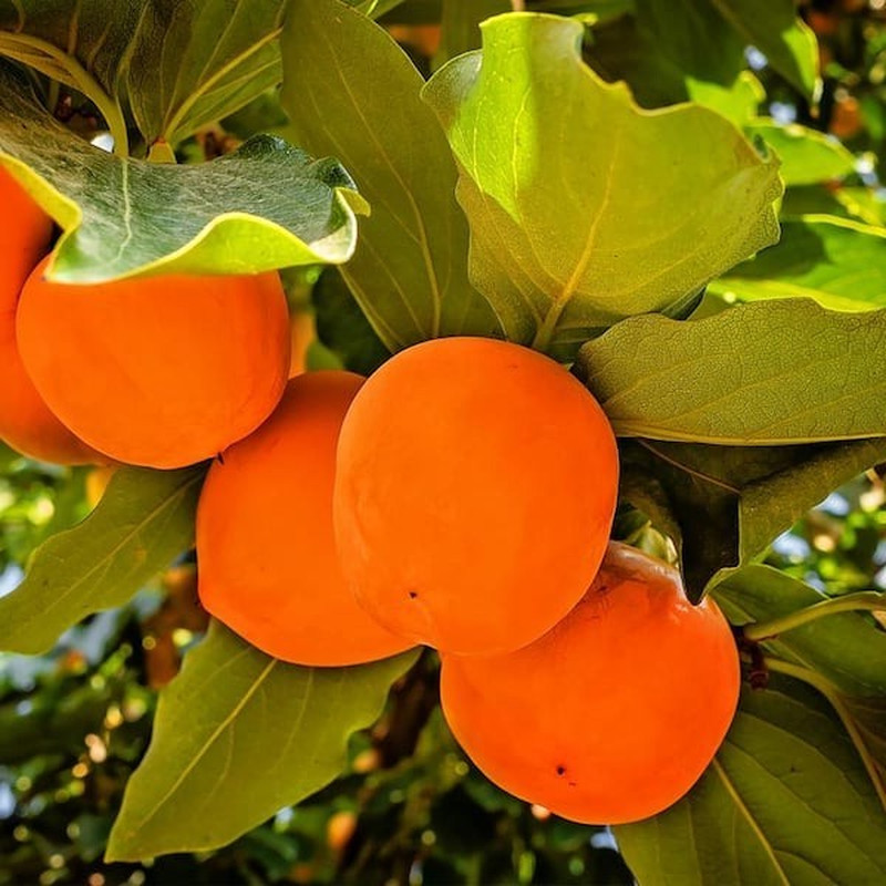 5 Gal. Fuyugaki Persimmon Tree