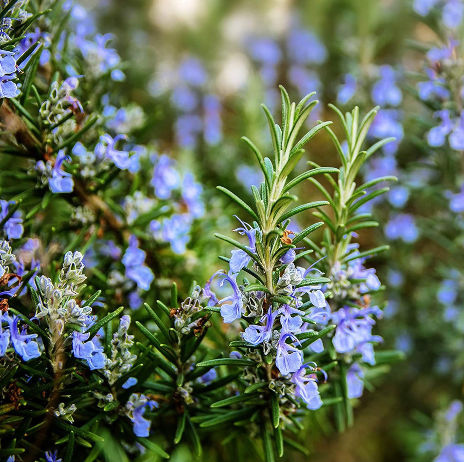 Upright Rosemary Plant – Live Plant in 1 Pot (2 Plants per Pot) – 6-8″ Tall
