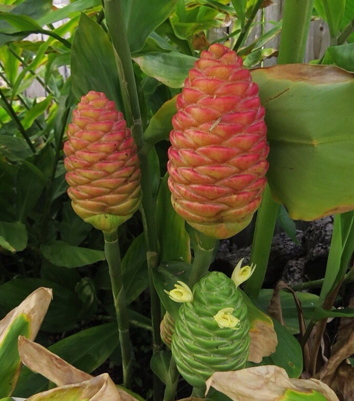 2 Shampoo Ginger Rhizomes, Zingiber Zerumbet, Pine Cone Ginger