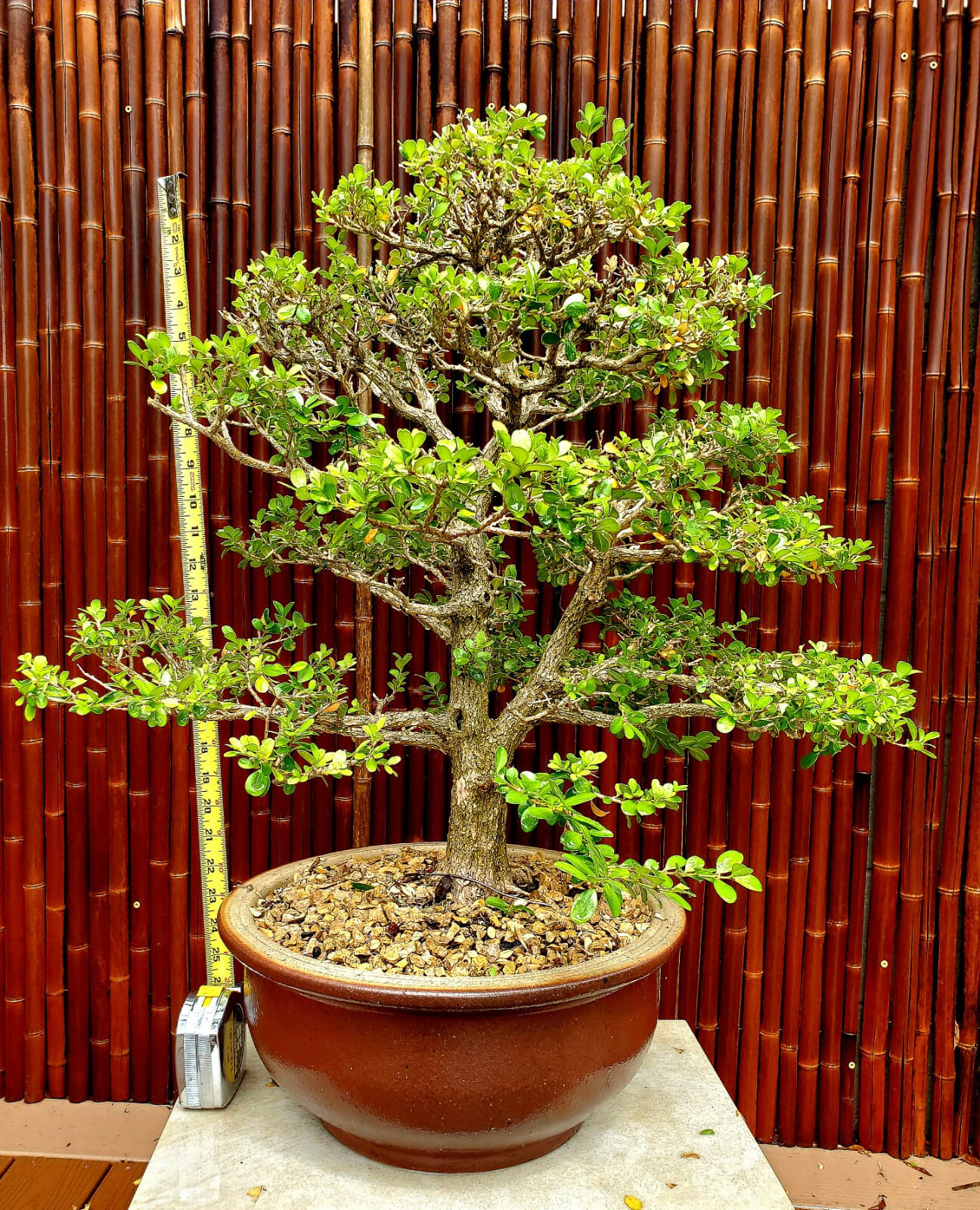 Exquisite Japanese Boxwood Bonsai: Finished Single Trunk Nebari – Must-Have! 28″