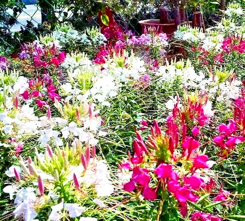 500+SPIDER PLANT Mix Seeds Container Summer Flower Garden Drought Heat Fast Easy