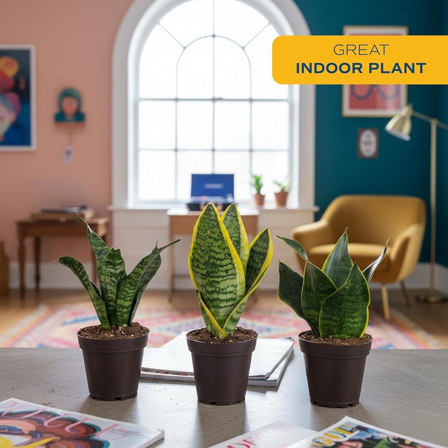 Snake Plant, Live Plants in Plastic Pots, Easy to Maintain, Air Purifying Ind…