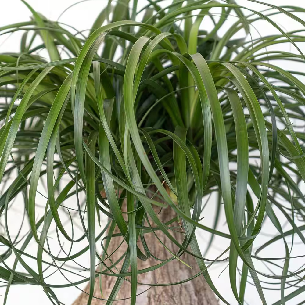 Ponytail Palm Beaucarnea Recurvata Live Houseplant in 9.25 Inch Grower Pot