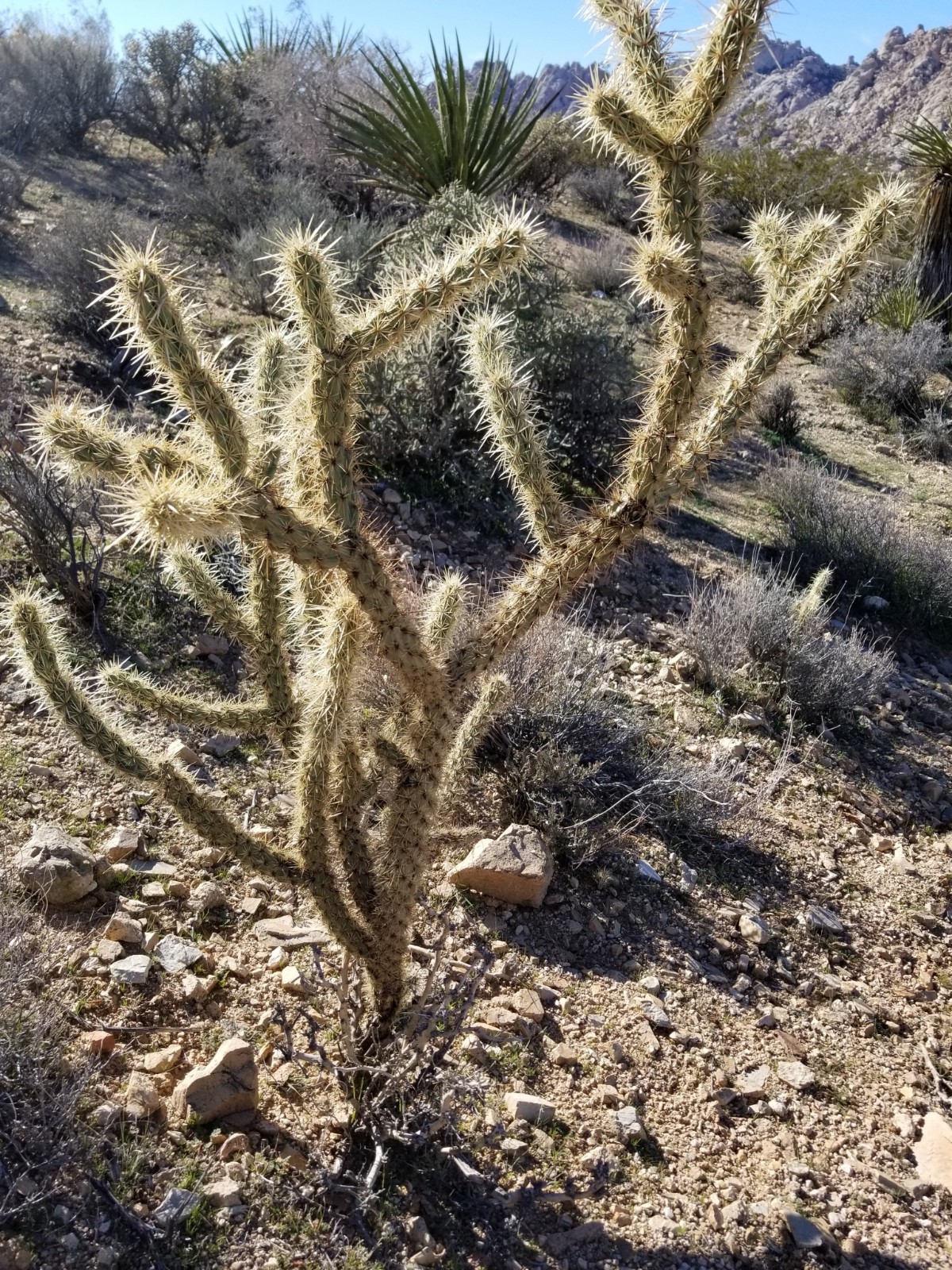 Cylindropuntia Cholla Silver Cholla Yellow/Orange Flowers 1x Cutting