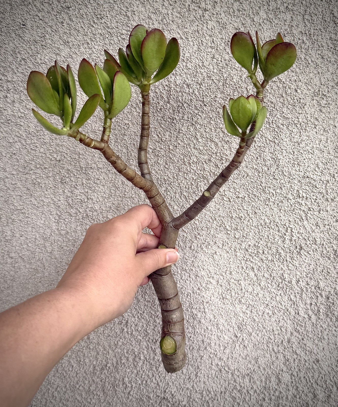 12”-14” Jade Crassula Ovata 1 stem Cutting red tippedlucky easy grow Succulent