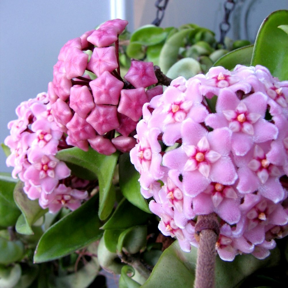 #7869 HOYA CARNOSA COMPACTA KRINKLE KURL HINDU ROPE BARE ROOT PLANT FIVE+ INCHES