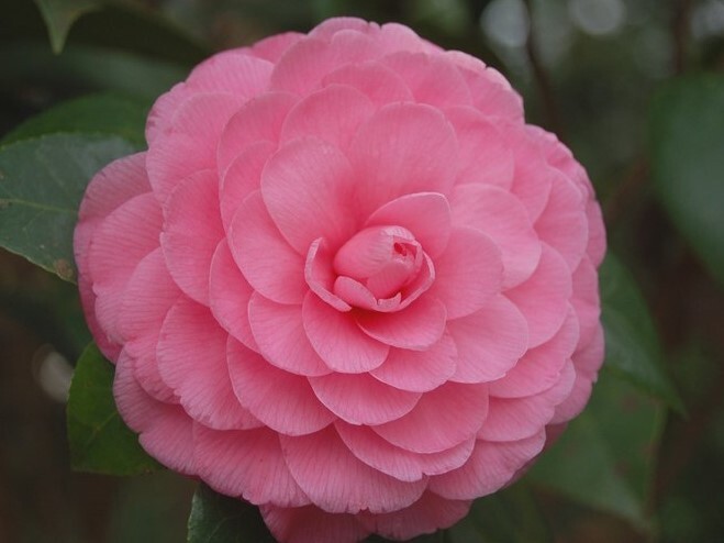 ( 1 ) – Pink Perfection Camellia Japonica – Starter Plant ( 4L )( 1 live plant )