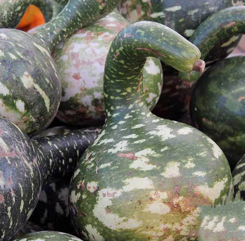 Gourd DIPPER LONG HANDLE Large Decorative Arts & Crafts Non-GMO 20 Seeds