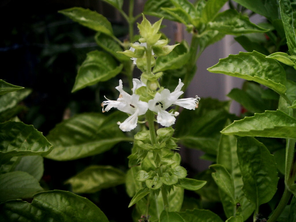 200+ Genovese Basil Seeds, Heirloom NON-GMO, Always Fresh Seeds for Your Garden