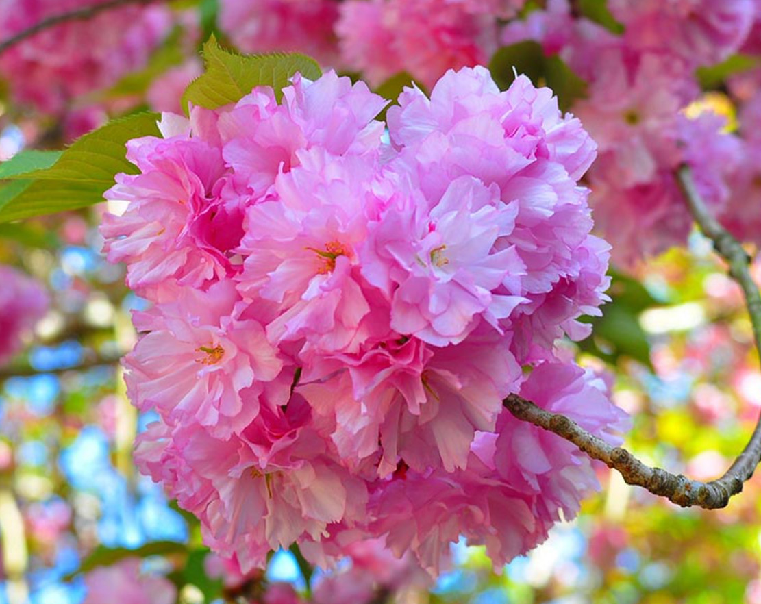 Kwanzan Japanese Cherry Tree – Live Plant in 2.5″ Pot (6–12″ Tall)