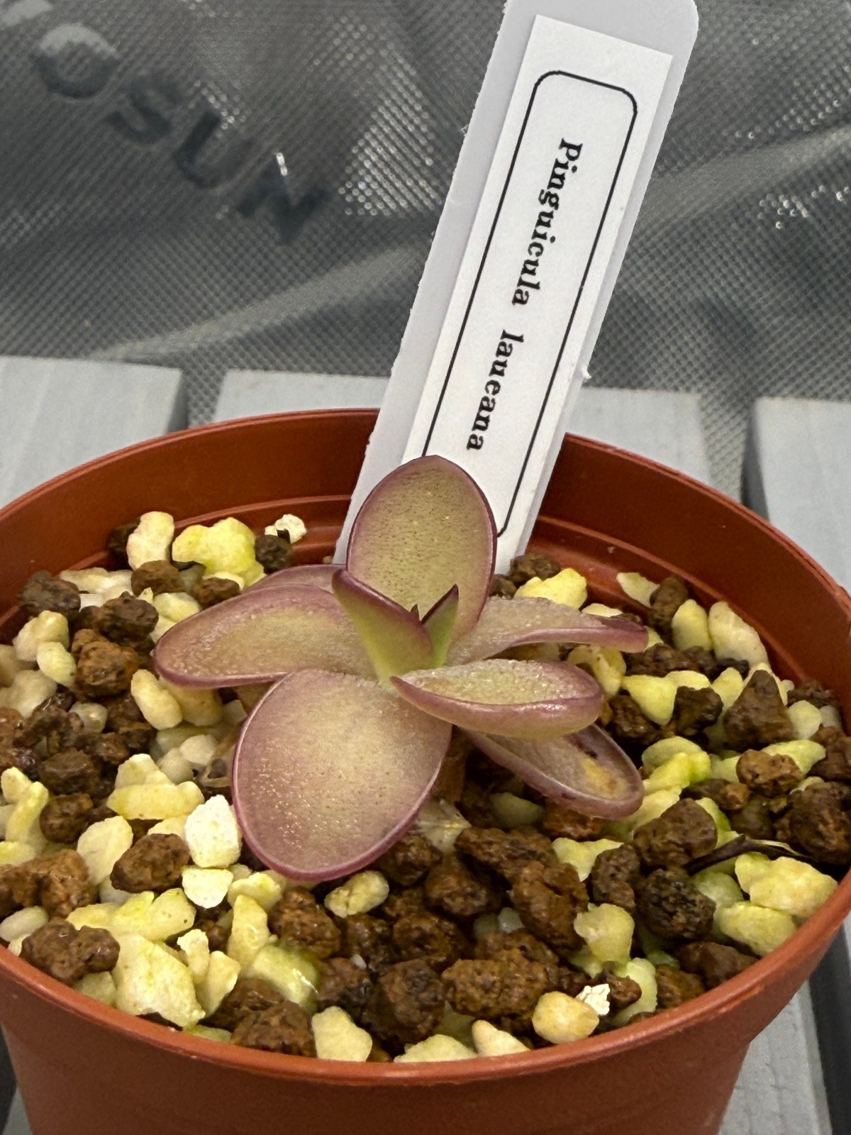 Pinguicula laueana – Mexican Butterwort