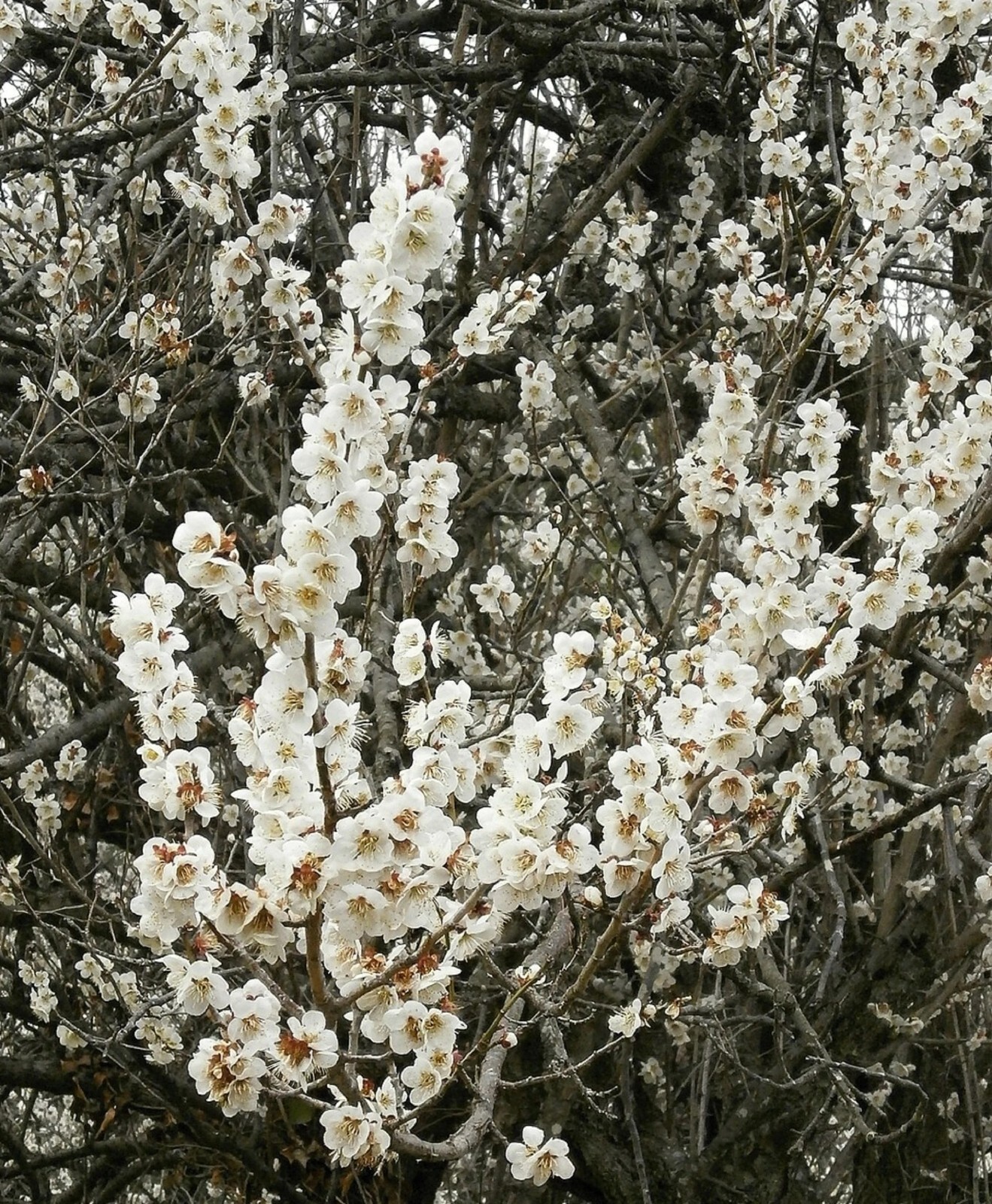 Beach Plum Seeds {Prunus Maritima} 10 Pre-Stratified Seeds | Free Shipping!