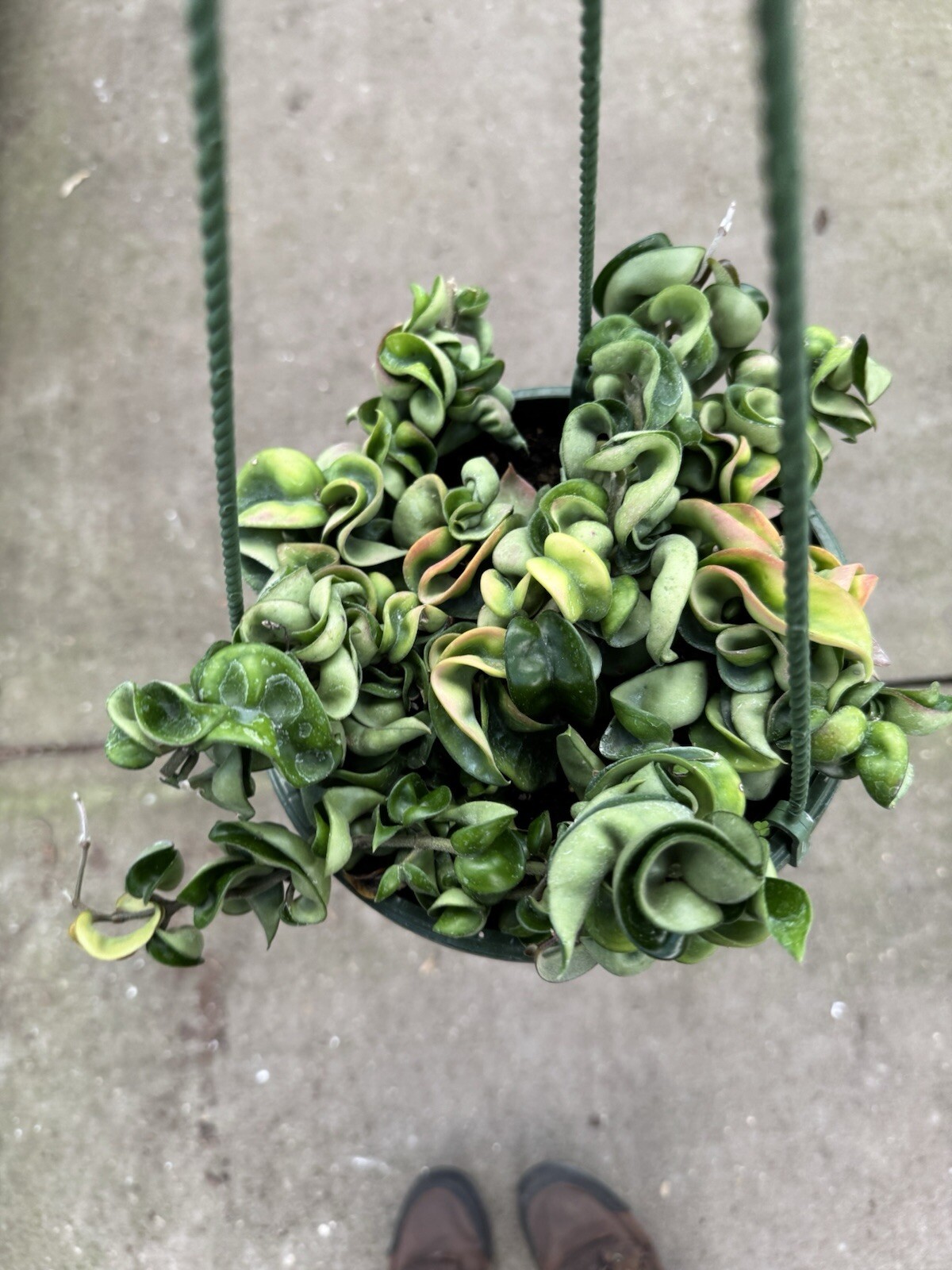 8” Hoya Rope – Hoya Compacta – Hindu Rope – Hoya Carnosa