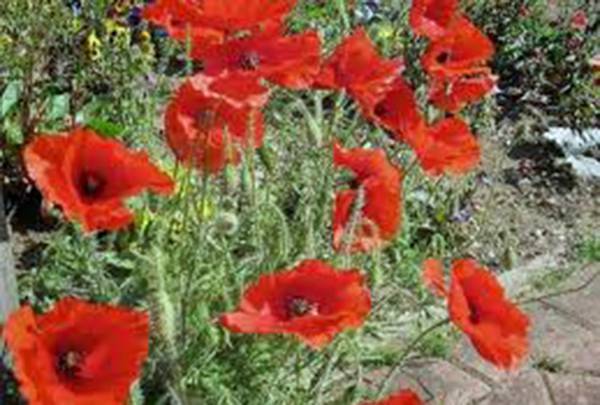 CORN POPPY 100+ SEEDS BRILLIANT RED FLOWER, BEAUTIFUL RED BLOOMS