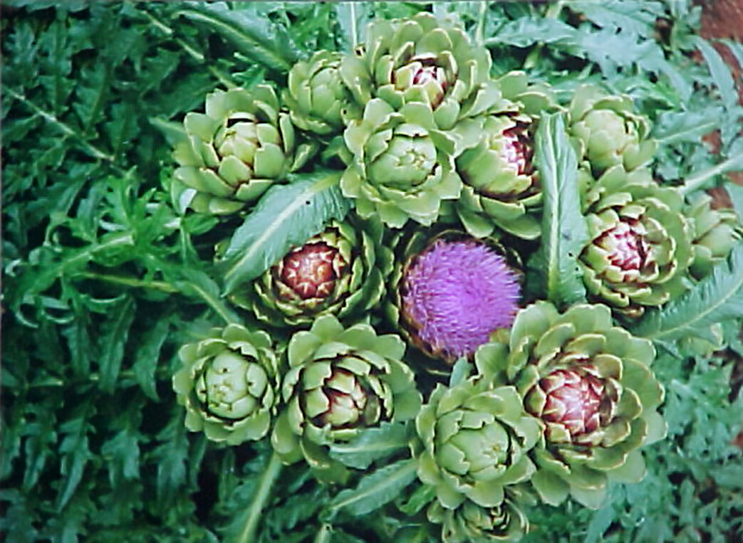 Globe Artichoke, Cynara scolymus, Seeds (Fast, Edible, Showy)