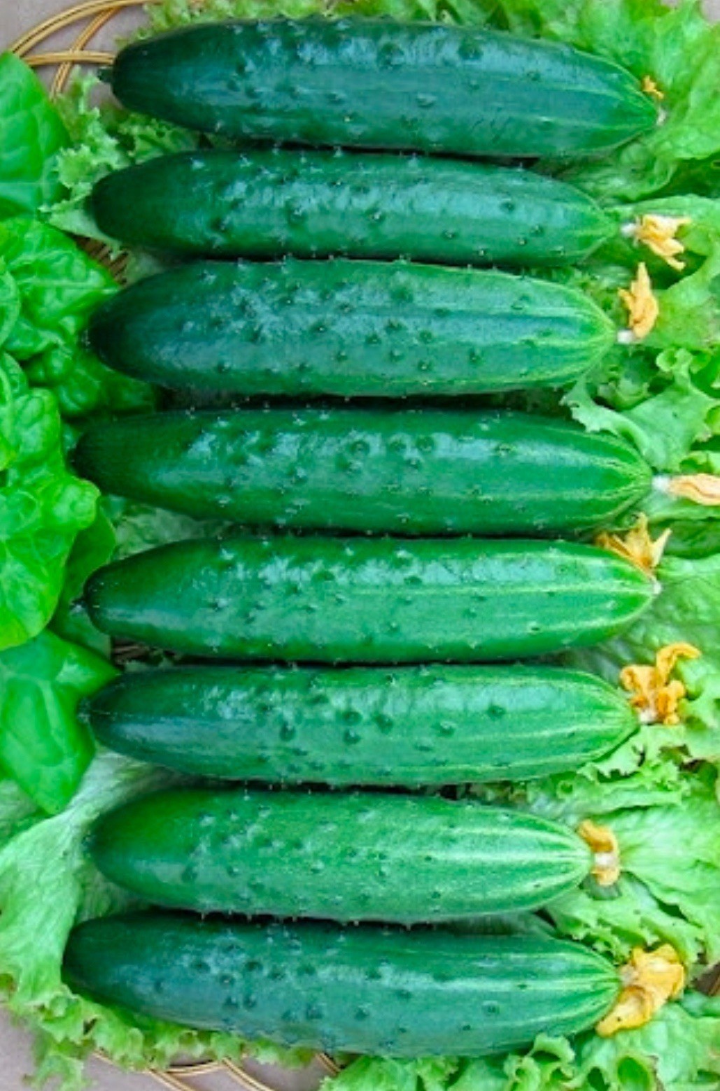 Estafeta F1 seeds from Ukraine, pack of 10