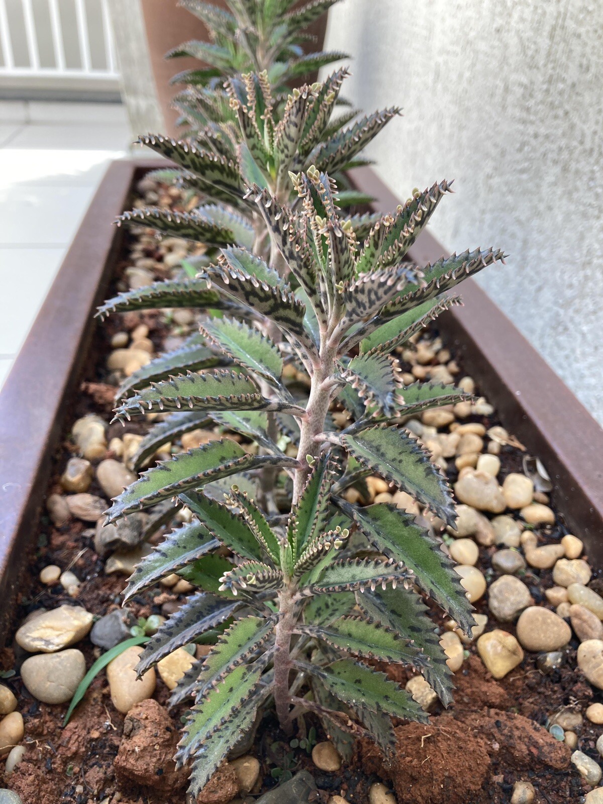 3 PCs Kalanchoe Live Mother of Thousands (Alligator Plants) bare root .