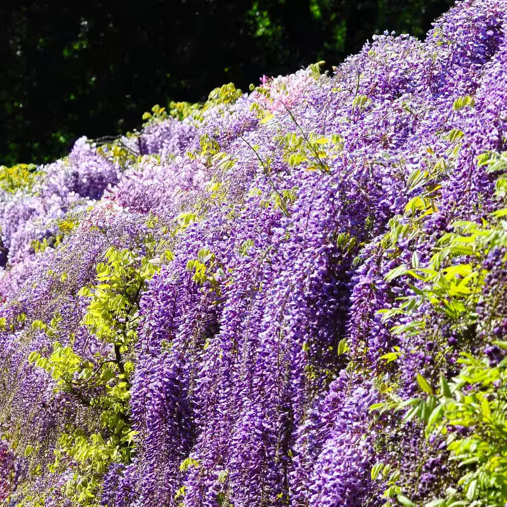 2.5 Qt. Black Dragon Wisteria Plant with Dark Purple Blooms