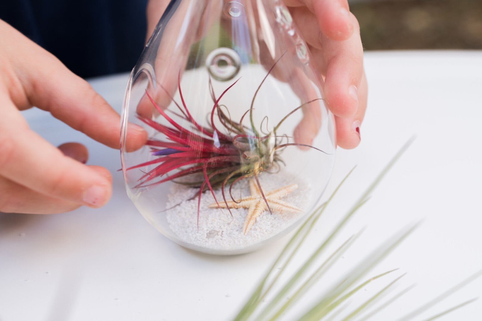 Ionantha Mexican Air Plants – Wholesale & Bulk – Seasonal Easy Care House Plants