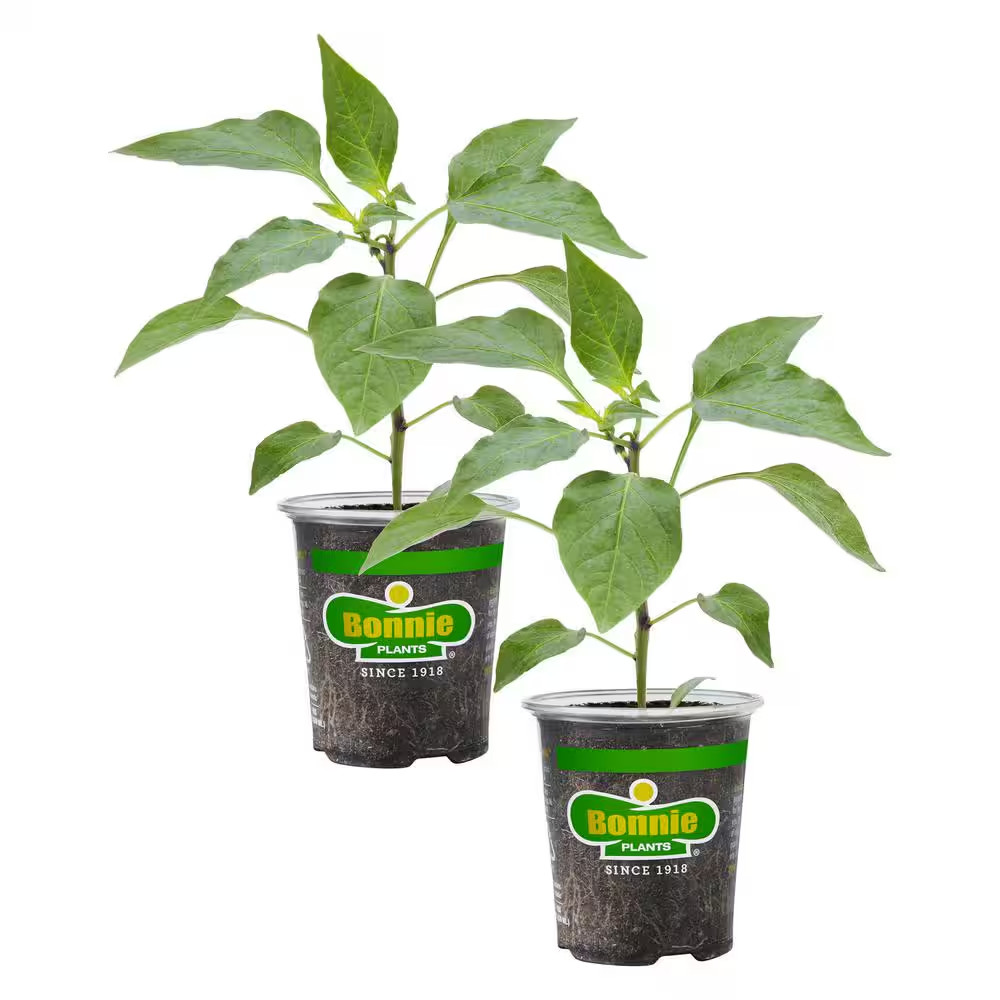19 Oz. Sweet Red Bell Pepper Plant (2-Pack)