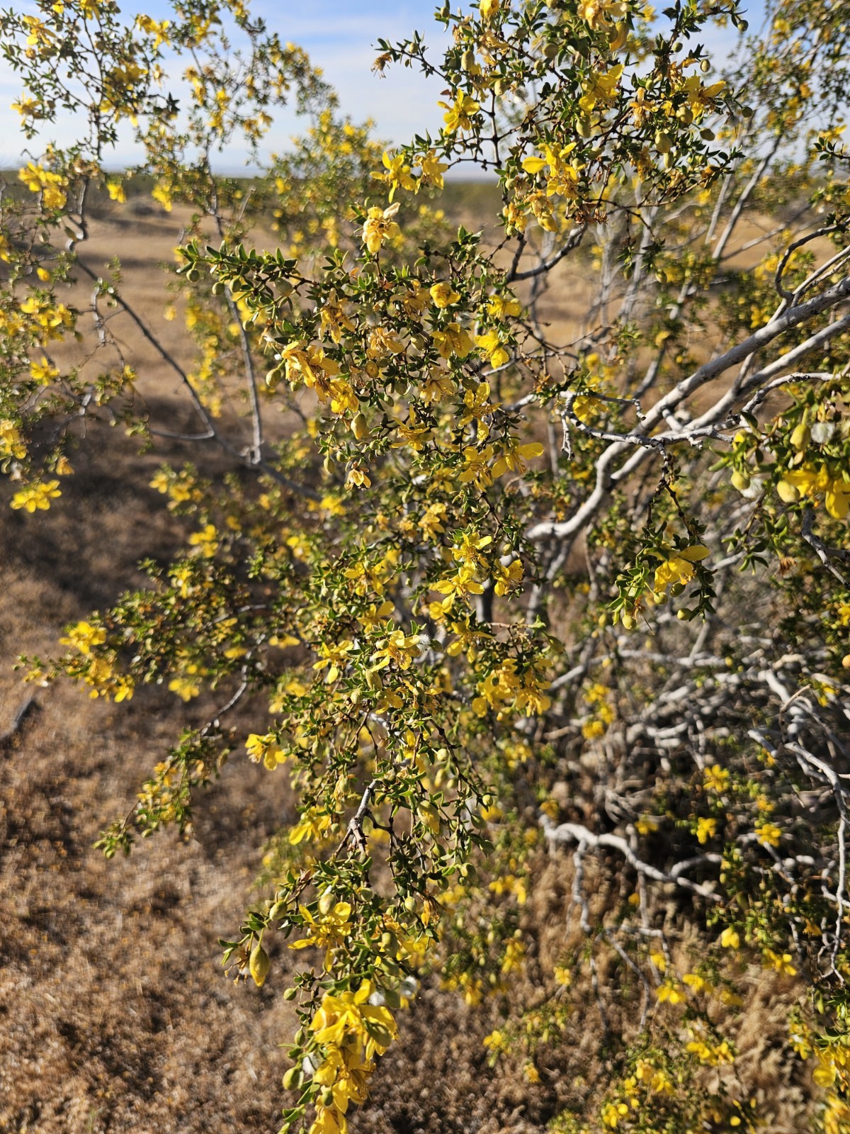 Creosote Bush (Larrea tridentata) Fresh picked branches, 3 lbs; [Farmed]