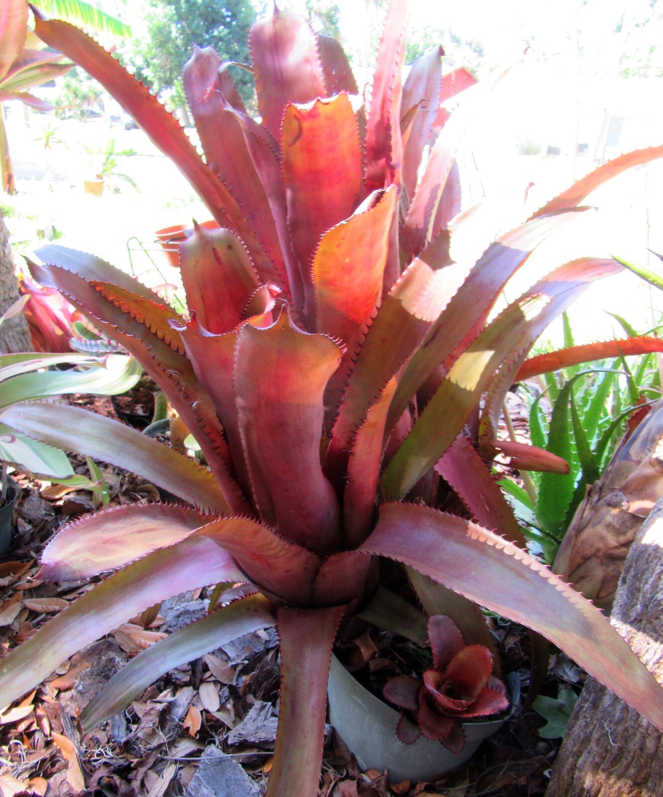 Aechmea unknown