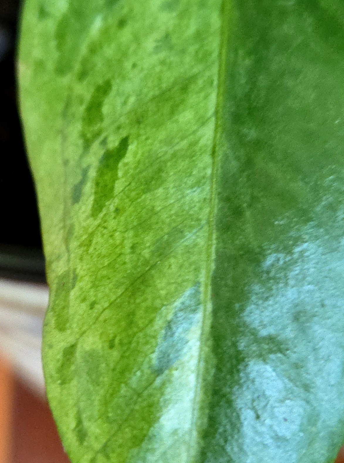 Rare Anthurium Hookeri Variegated 21″ Tall 6″ Pot Not Monstera Philodendron
