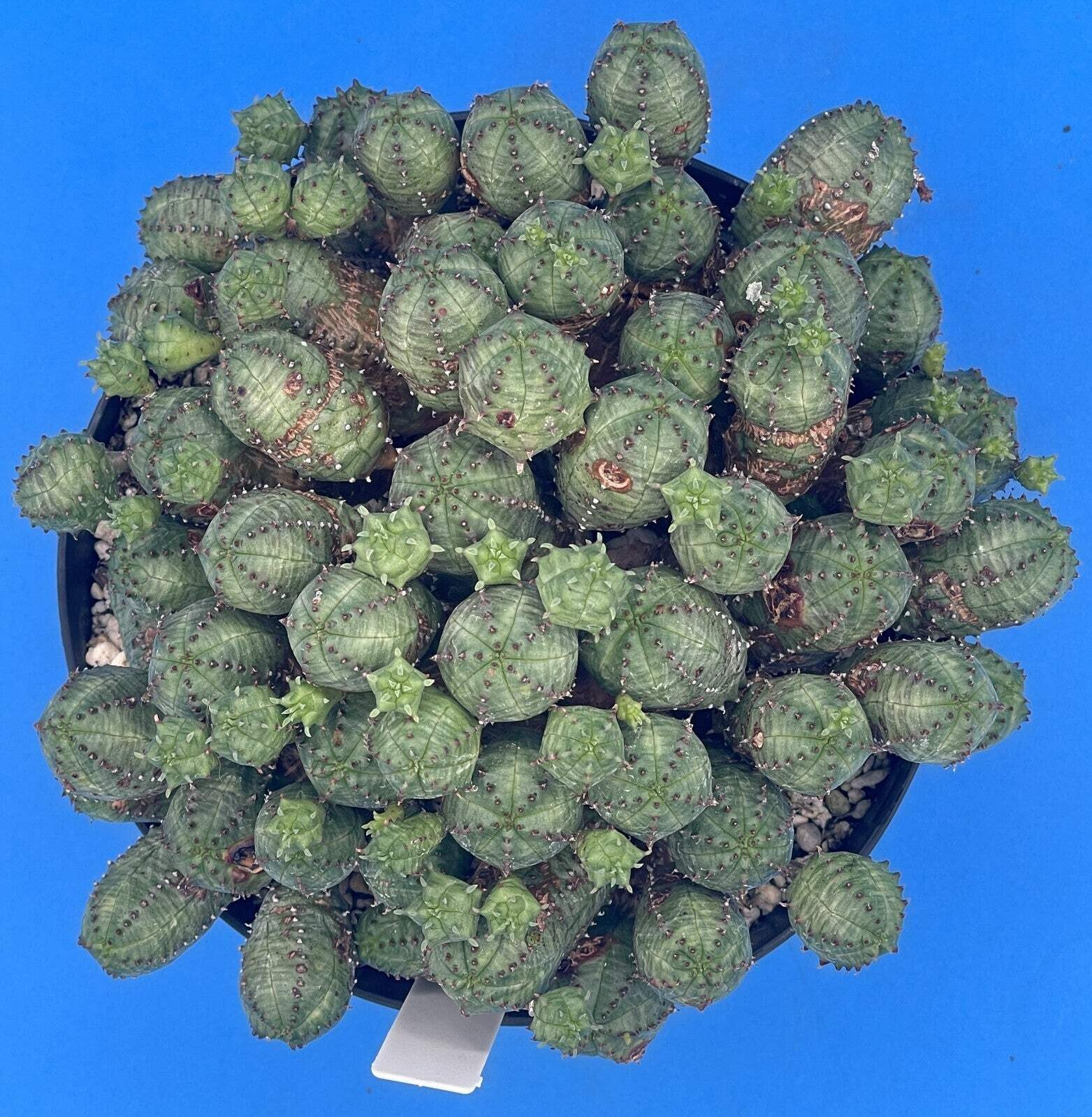 Euphorbia Pseudoglobulosa OLD XL Specimen Grown In 6″ Pot