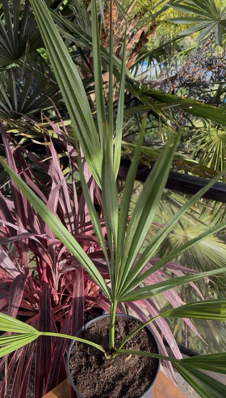 LIVE -4 Degrees Cold Hardy Palm – Snow/Ice Resilient-Shade Tolerant -Sabal Minor