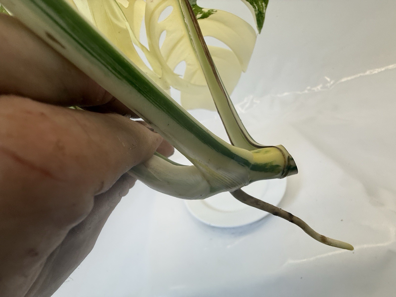 Monstera Albo top cutting EBAY-2606-101