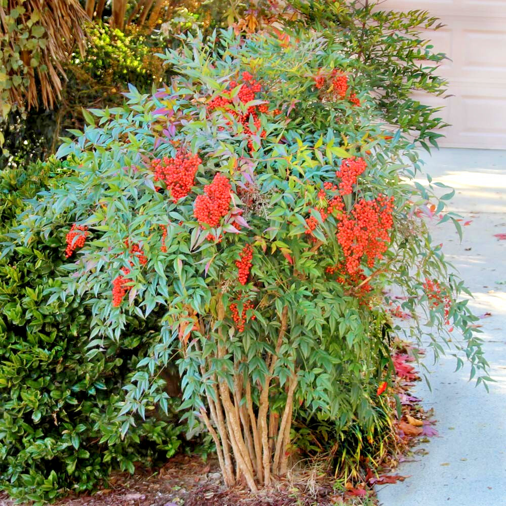 Evergreen Nandina Heavenly bamboo hardy ornamental plant bush shrub plant rooted