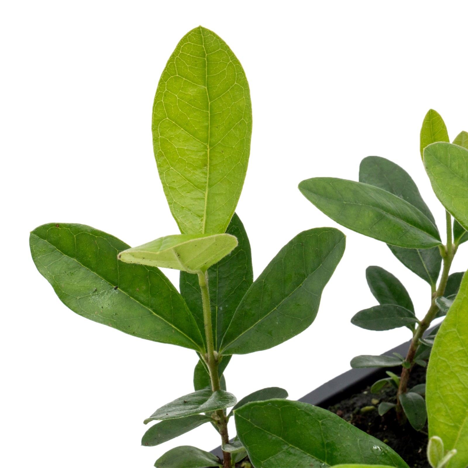 Pineapple Guava (Feijoa) Trees in 2.5-inch Nursery Cubes | Feijoa Sellowiana