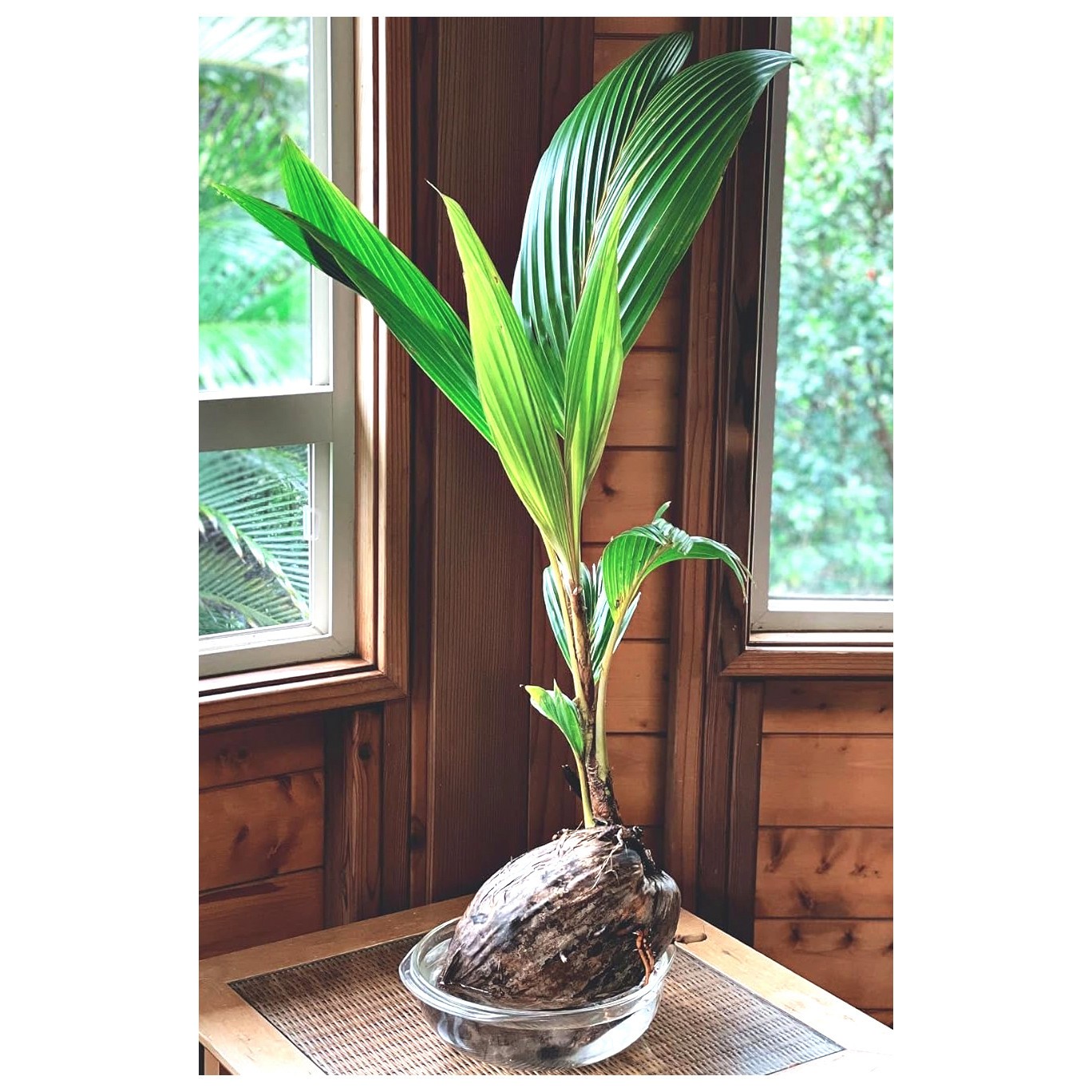 LIVE XL COCONUT PLANT Green Dwarf 1 – 3 Foot Cocos nucifera palm edible fruit