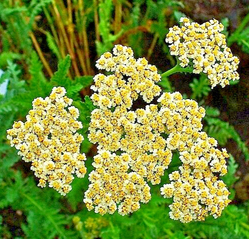 ACHILLEA CLYPEOLATA Seeds *FREE Shipping!* Yellow Yarrow Bulk Herb Flower Seeds