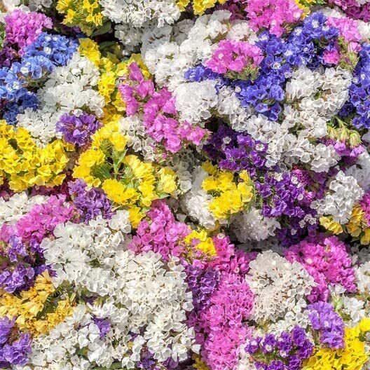 100 Statice Flower Seeds -Stunning Mixed Colors – Great for Cut Flowers