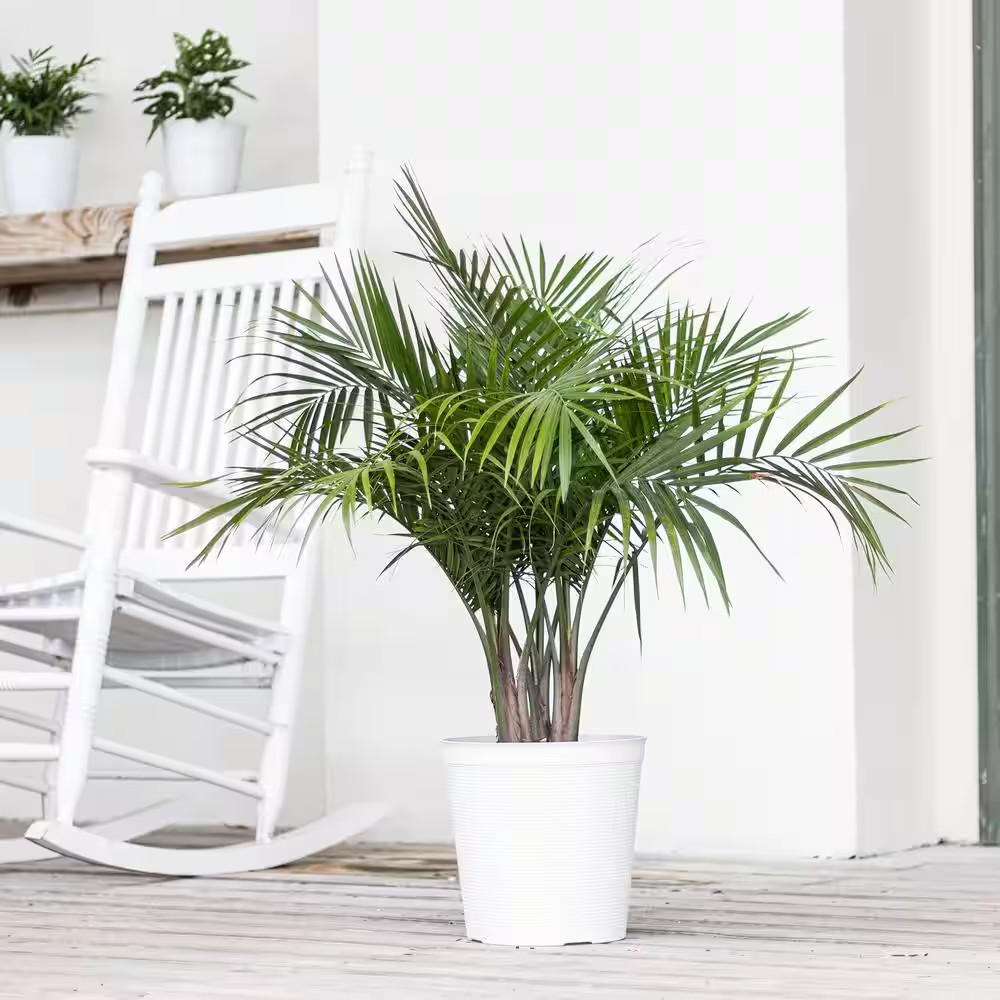 United Nursery Majesty Live Palm Plant in 9.25 Inch Grower Pot