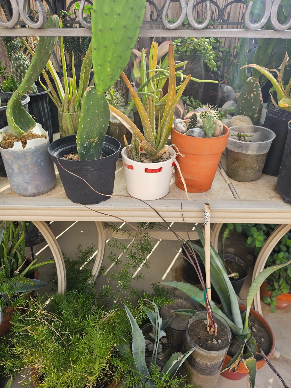 Cactus / Succulents / Agave / Firesticks / Pencils Sticks / Fox Tail!!