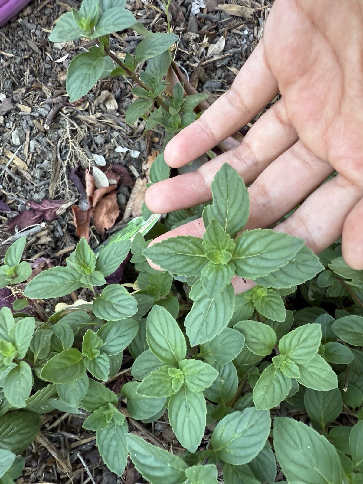 Fresh and Organic Chocolate Mint, Pineapple Mint, Orange, and Ginger Mint