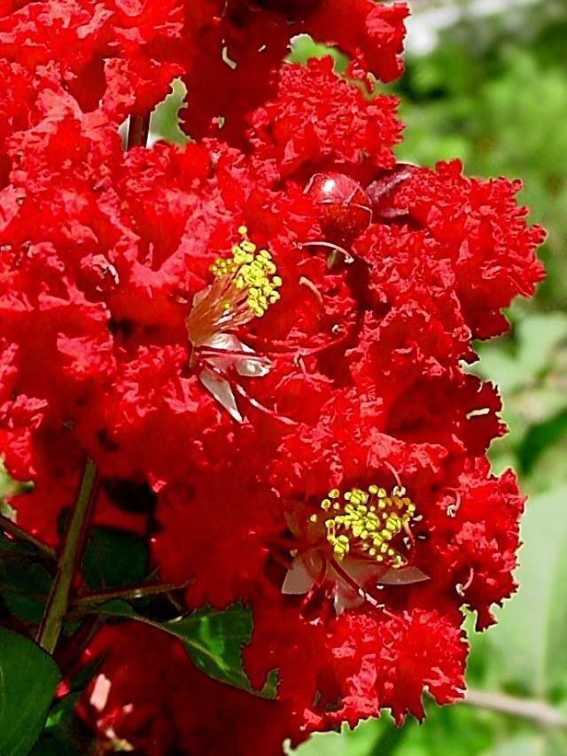 35 RED CREPE MYRTLE Crape Tree Shrub Lagerstroemia Indica Flower Seeds *Flat S/H