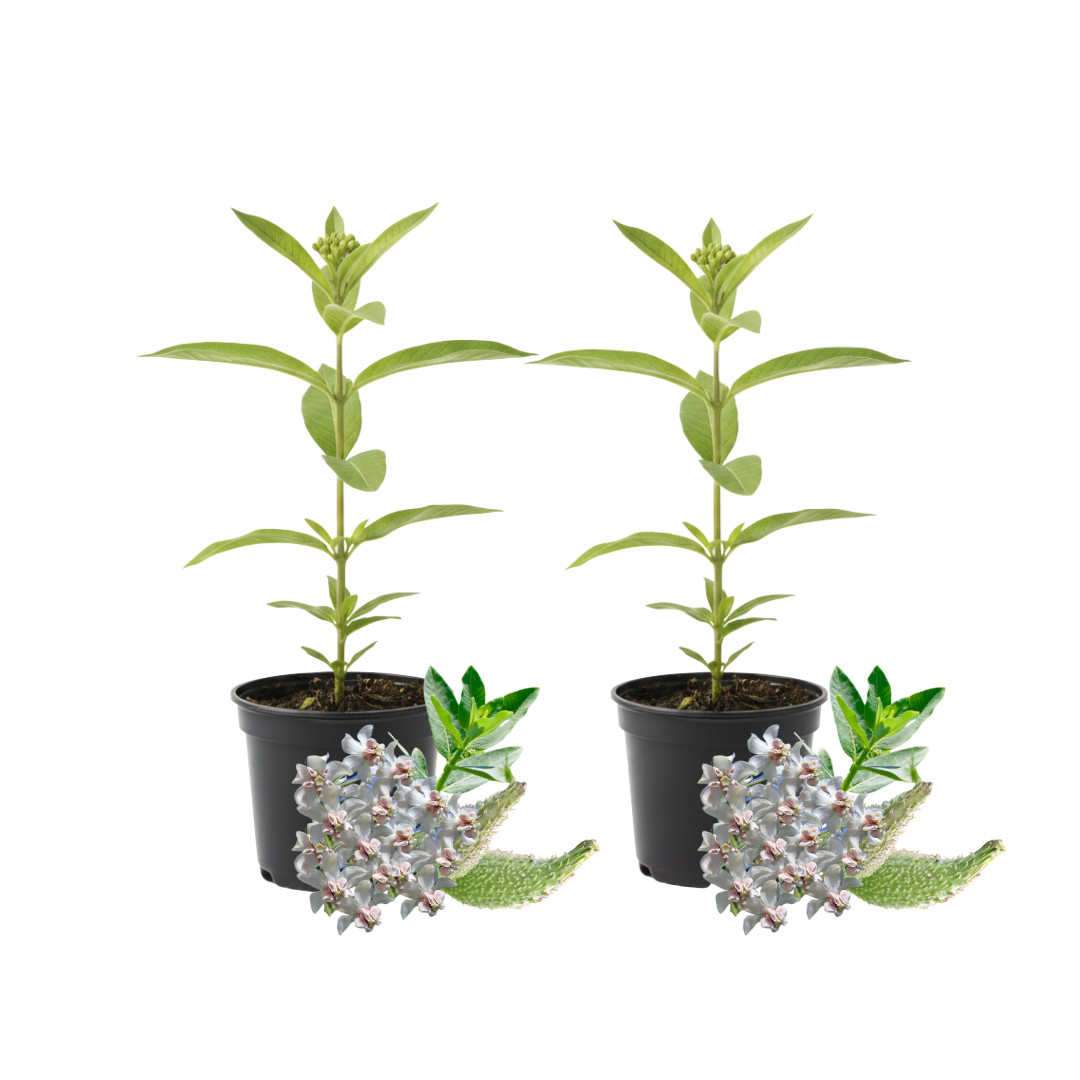 2 Milkweed Live Plants 4-7 Inches Tall Rooted Monarch Butterfly (No Pot)